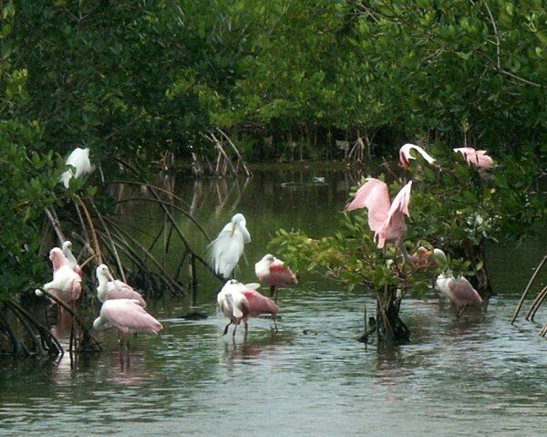 Click to See Next Image